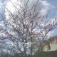 Arbre de JUDEE dans un jardin du quartier de CAYCHAC-BLANQUEFORT.