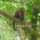 SAPAJOU BRUN EN GUYANE février 2016