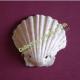 Authentique coquille Saint Jacques de pélerin
