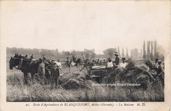 Ecole d'agriculture, la moisson.