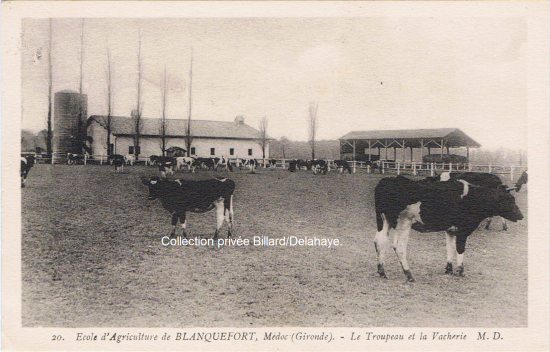 La vacherie et le troupeau.