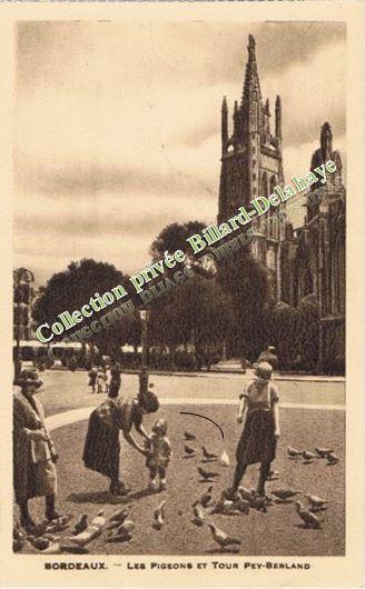 LES PIGEONS ET LA TOUR PEY BERLAND. Cathédrale Saint-André.