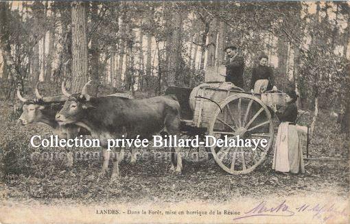 DANS LA FORET MISE EN BARRIQUE DE LA RESINE. Envoi en 1905.