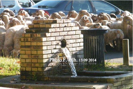 A CAYCHAC EN SEPTEMBRE 2014... LA TRANSHUMANCE....