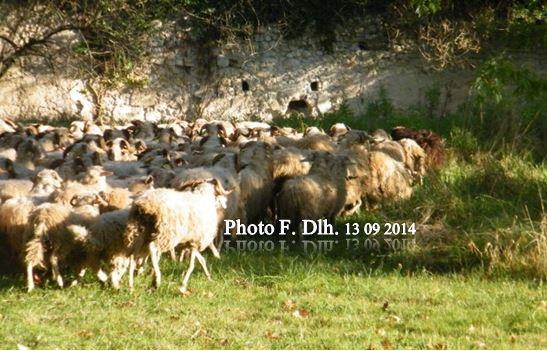 LE LONG DU MUR DU CHATEAU CAMBON A CAYCHAC UNE COURSE DE MOUTONS..