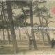 SOULAC- sur- MER  (Médoc) en 1900 un coin de forêt près de l'Eglise.