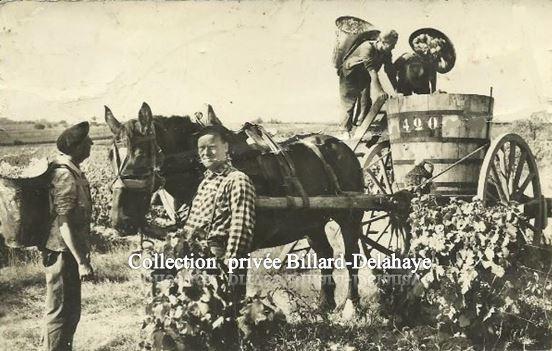 1092 - SCENE DE VENDANDES EN MEDOC  1950 - 1960.